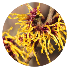 Witch Hazel