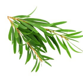 Tea Tree Oil